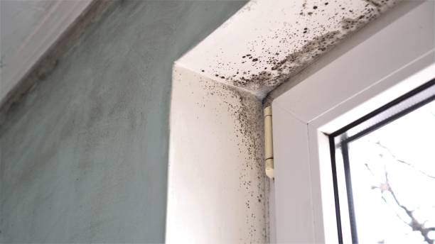 Best Fast Mold Removal  in Ocean Grove, MA