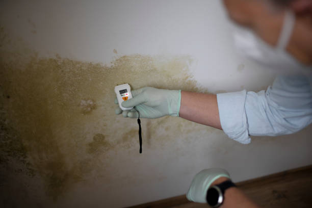 Best Certified Mold Removal  in Ocean Grove, MA