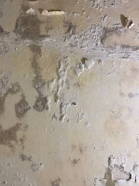 Certified Mold Removal in Ocean Grove, MA