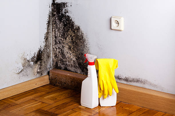 Best Local Mold Removal Service  in Ocean Grove, MA