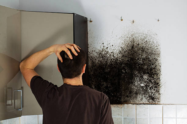 Best Black Mold Removal  in Ocean Grove, MA