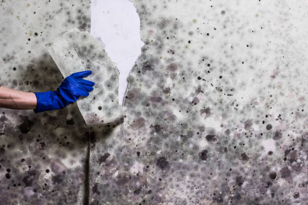 Best Crawl Space Mold Removal  in Ocean Grove, MA